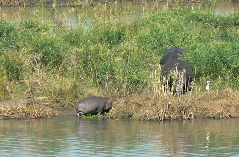 JAR 109_hr_kro.JPG - Rodinka hrochů s mládětem. Vedle ležící krokodýl je v klidu.